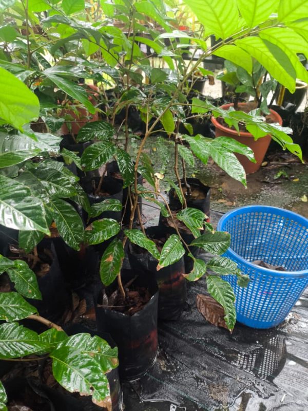 Rambutan Gula Batu
