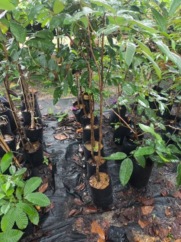 Mata Kucing Berlian