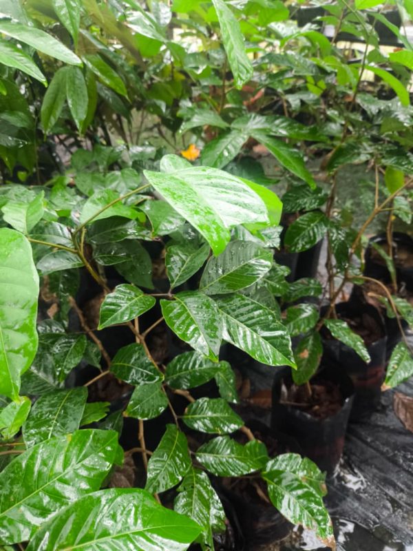 Rambutan Gula Batu