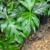 Pokok Sukun
