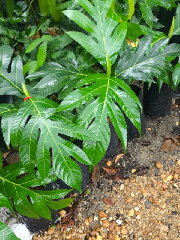 Pokok Sukun