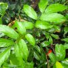 Rambutan Laici