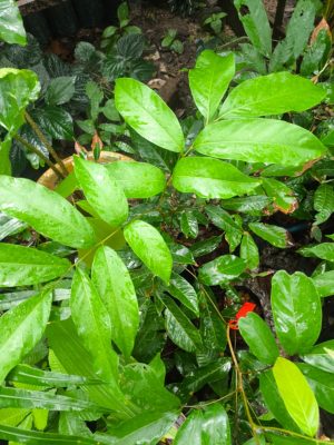 Rambutan Laici