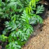 Pokok Sukun