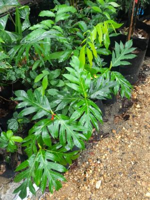 Pokok Sukun