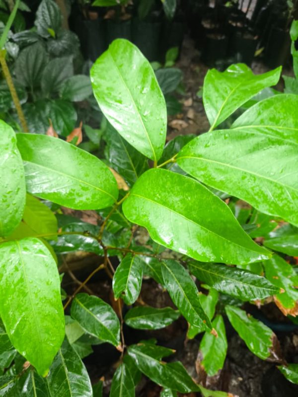 Rambutan Laici