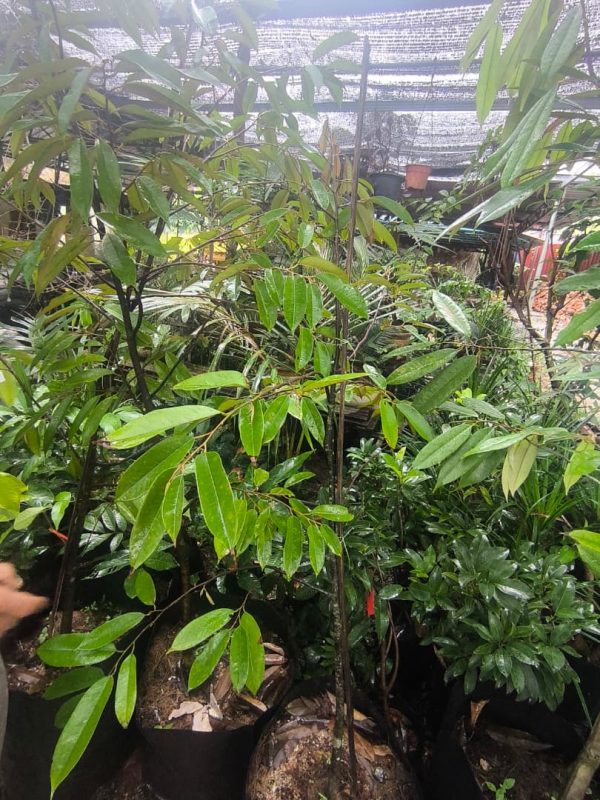 Durian Kunyit Hitam