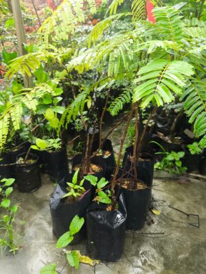 Pokok Petai