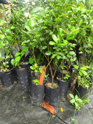 Limau Kasturi
