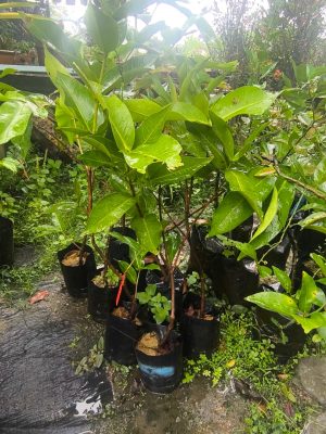 Jambu Madu