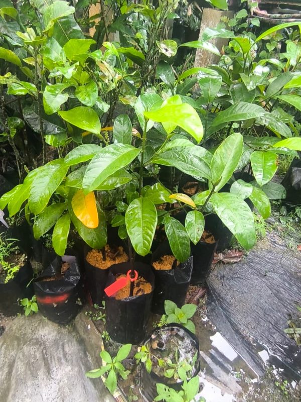 Cempedak Madu