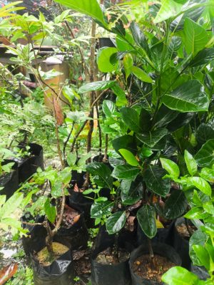 Nangka Madu