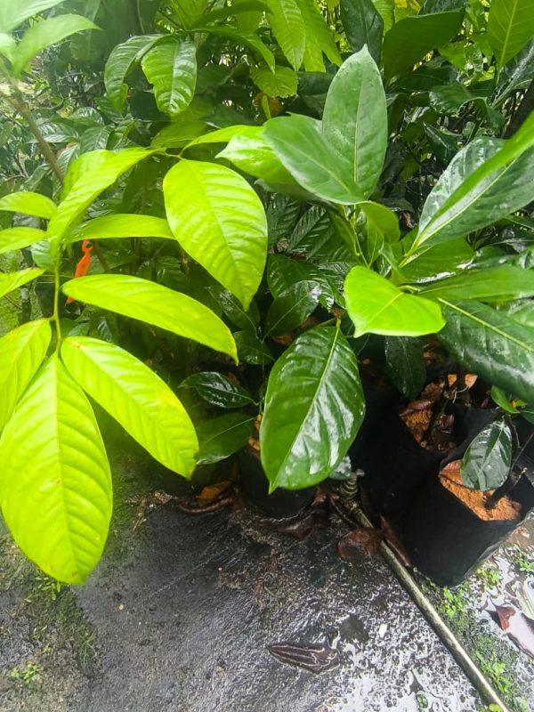 Cempedak Nangka