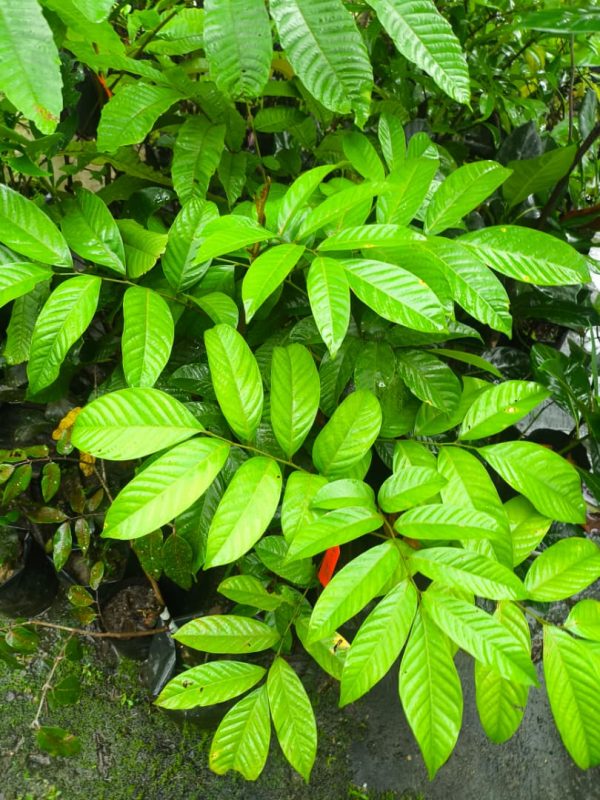 Pokok Dokong