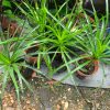 Jawa Palm
