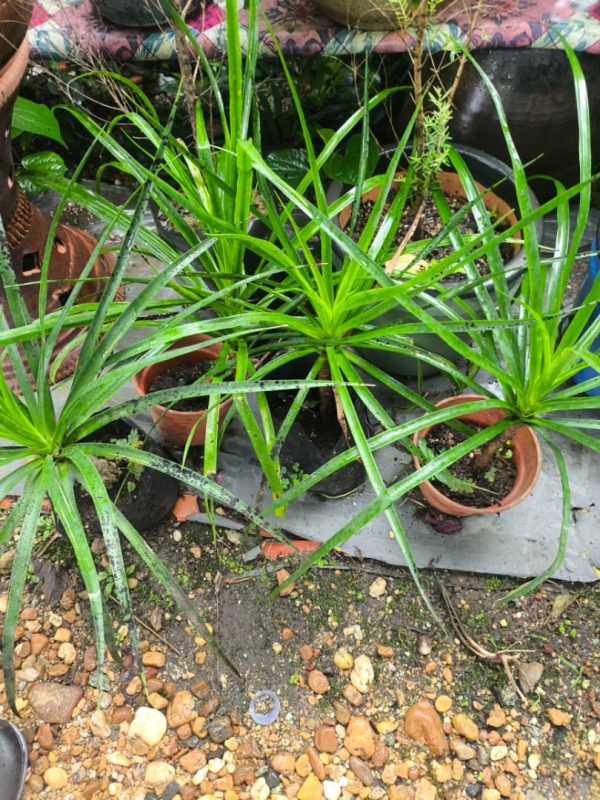 Jawa Palm