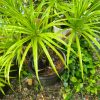 Jawa Palm