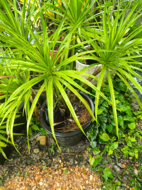 Jawa Palm