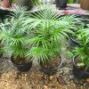 Jawa Palm