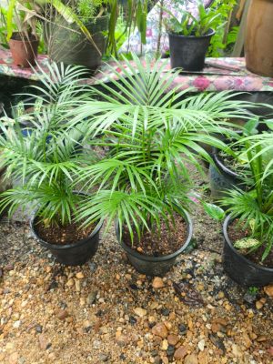 Jawa Palm
